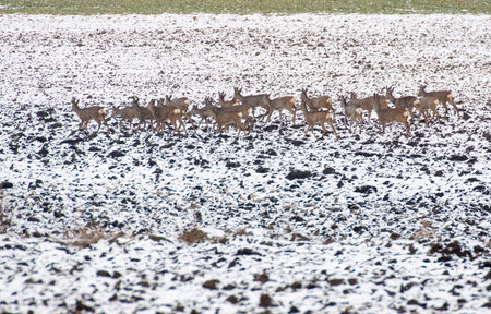 Herd of deerの写真素材
