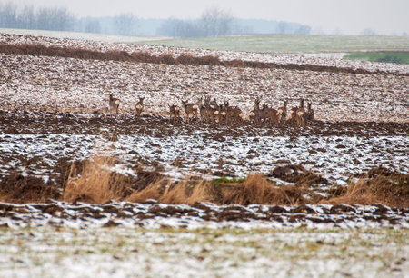 Herd of deerの写真素材
