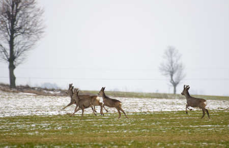 Herd of deerの写真素材