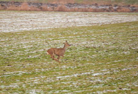 Herd of deerの写真素材