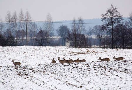 Herd of deerの写真素材