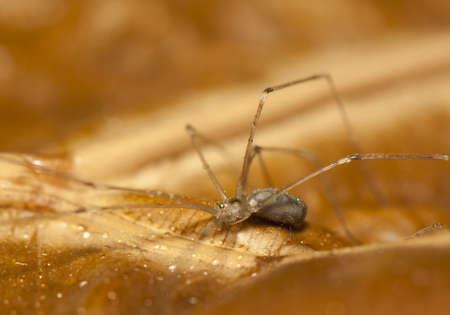 Pholcusの写真素材