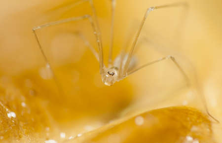 Pholcusの写真素材