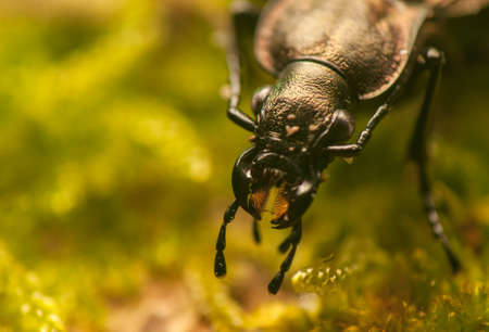 Carabus arvensisの写真素材
