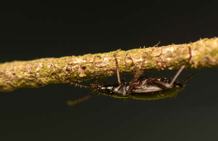 Agonum fuliginosumの写真素材