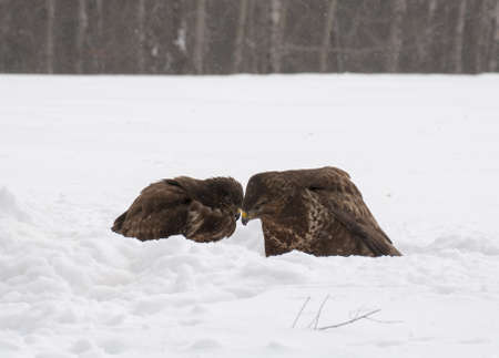 Buzzardの写真素材