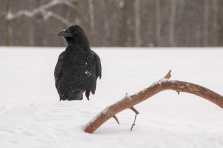 Raven