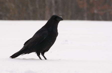 Raven