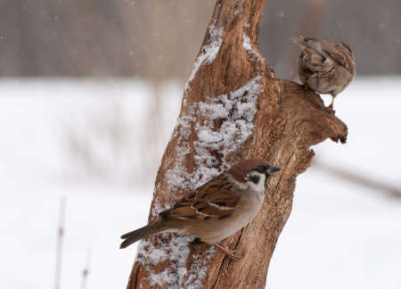 Sparrowの写真素材