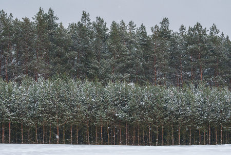 Winter forest