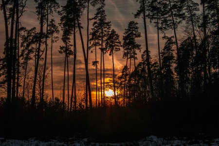 Winter forestの写真素材