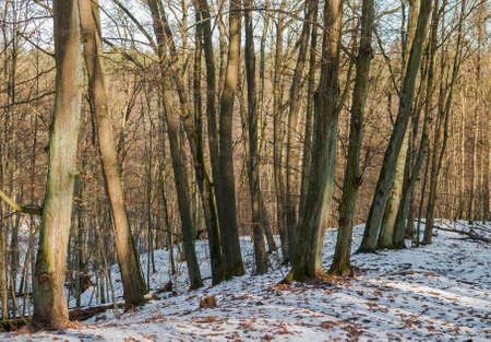 forestの写真素材