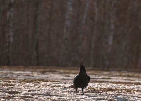 ravenの写真素材