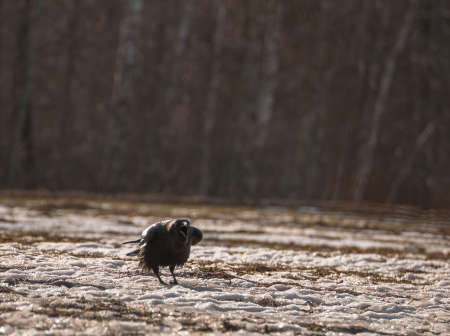 ravenの写真素材
