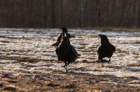 ravenの写真素材