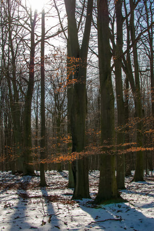 forest