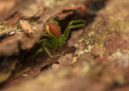 Diaea dorsataの写真素材