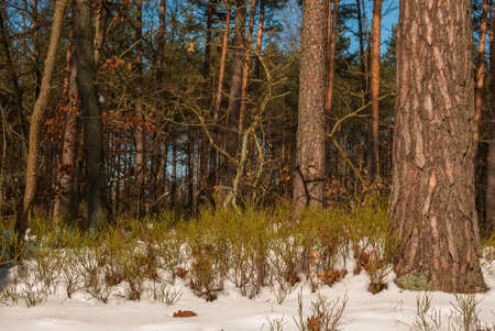 winter forestの写真素材