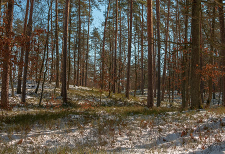 winter forest