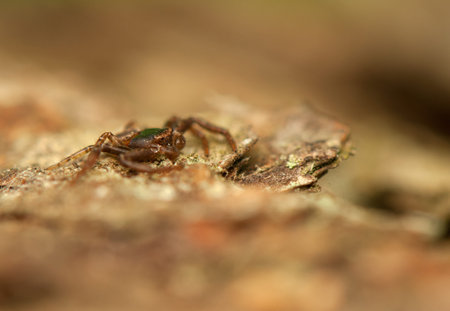 Spider - Thomisidae