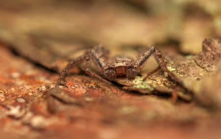 Spider - Philodromusの写真素材