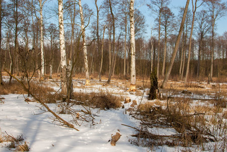feeding ground beavers