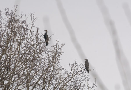 cormorant