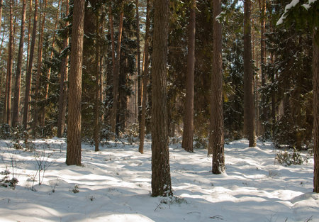Winter pine forest