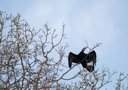 cormorantの写真素材
