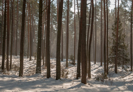 Winter pine forestの写真素材