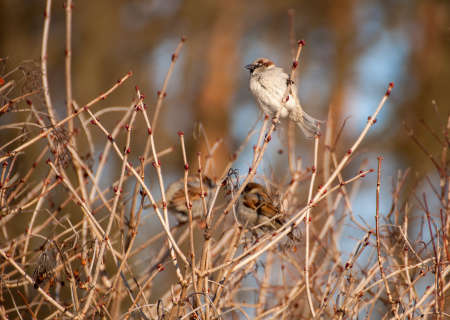 Sparrowの写真素材