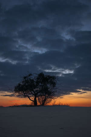 tree at sunset in winterの写真素材