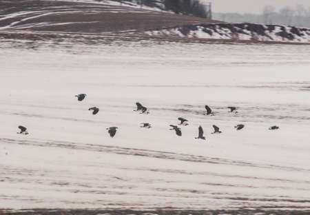 Lapwingの写真素材