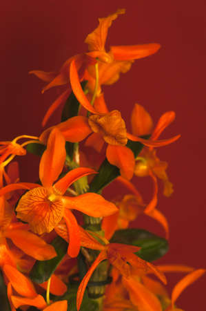 Orchidの写真素材