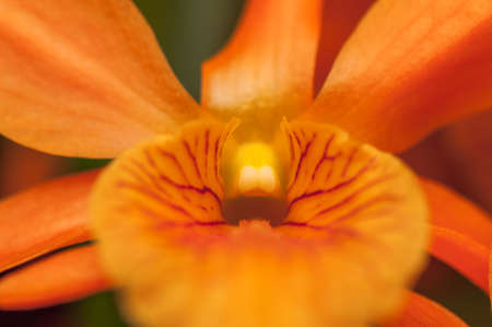 Orchidの写真素材