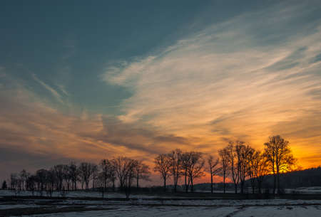 tree at sunset in winterの写真素材