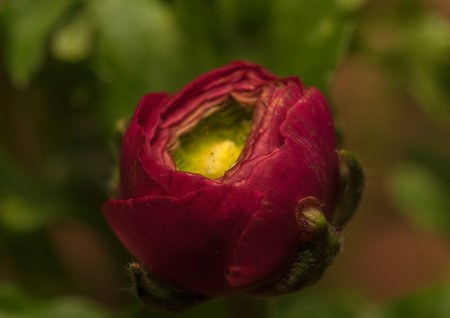 Ranunculus