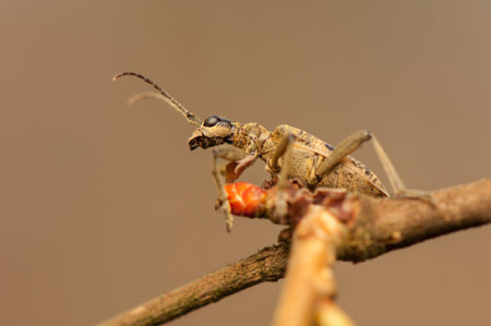 Rhagium modrax