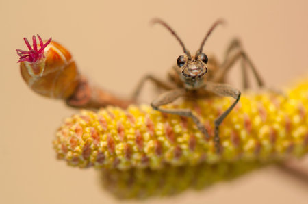 Rhagium modrax