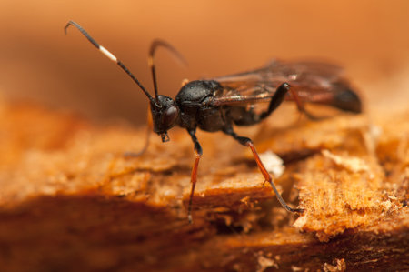 Ichneumonidaeの写真素材