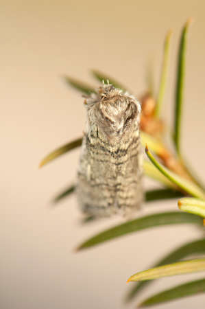 Achlya flavicornisの写真素材
