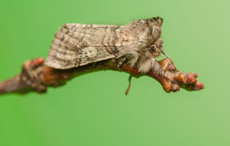 Achlya flavicornis