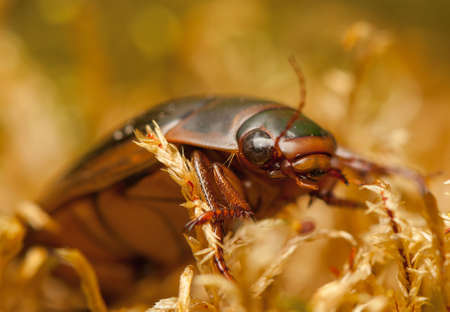 Dytiscus marginalisの写真素材