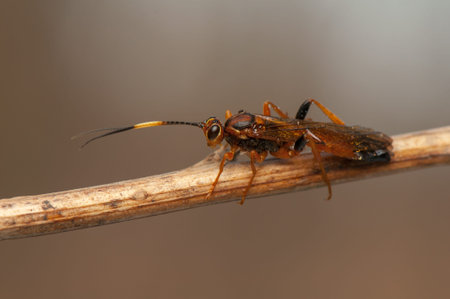 Callajoppa exaltatoriaの写真素材