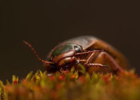 Dytiscus marginalis