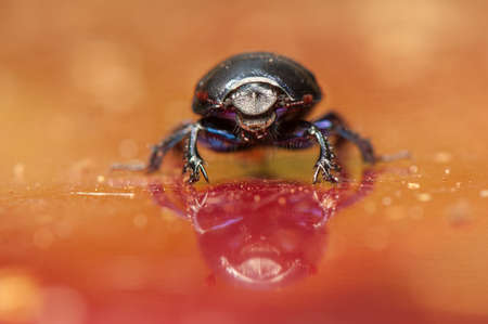 Geotrupes stercorariusの写真素材