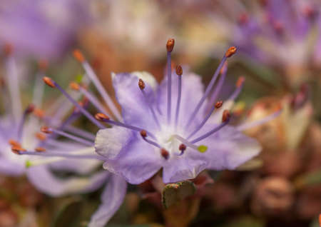 Azaleaの写真素材