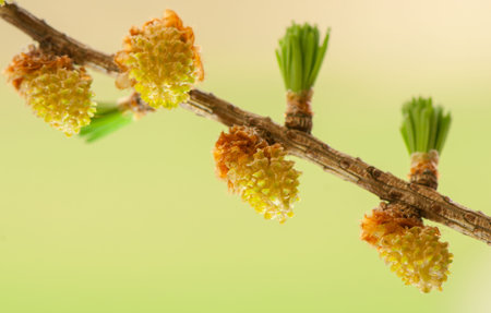 Larch flower