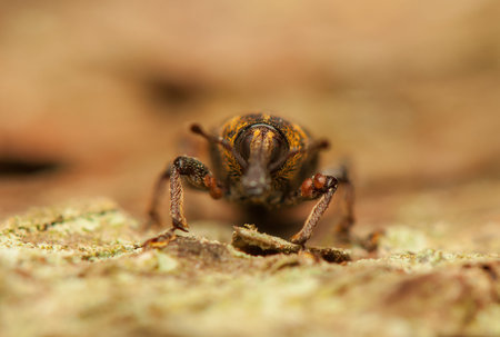 Hylobius abietis