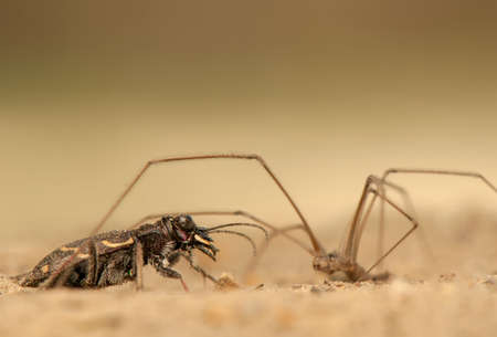 Cicindela hybrida and Pholcusの写真素材